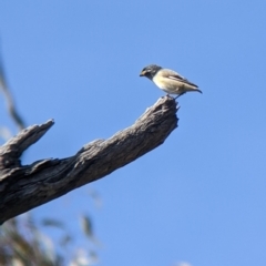 Pardalotus striatus at Mullengandra, NSW - suppressed