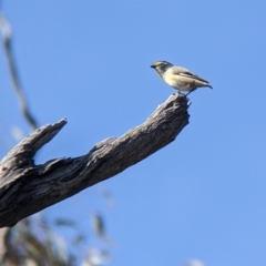 Pardalotus striatus at Mullengandra, NSW - suppressed