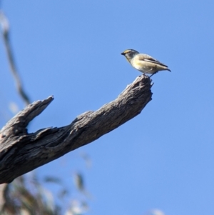 Pardalotus striatus at Mullengandra, NSW - suppressed