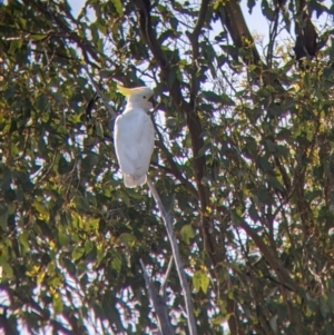 Cacatua galerita at Mullengandra, NSW - suppressed