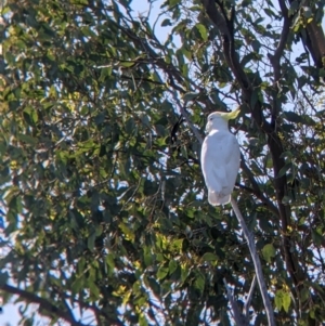 Cacatua galerita at Mullengandra, NSW - suppressed