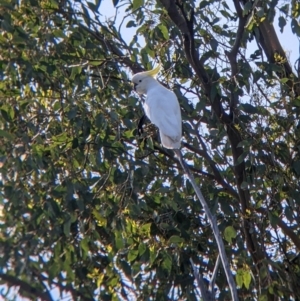 Cacatua galerita at Mullengandra, NSW - suppressed