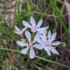 Burchardia umbellata (Milkmaids) at Albury, NSW - 20 Oct 2022 by Darcy