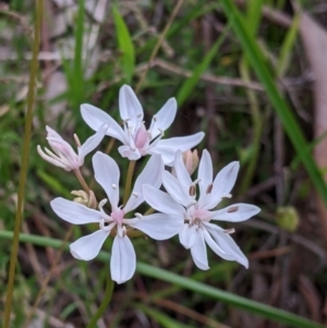 Burchardia umbellata at Albury, NSW - 20 Oct 2022 06:15 PM
