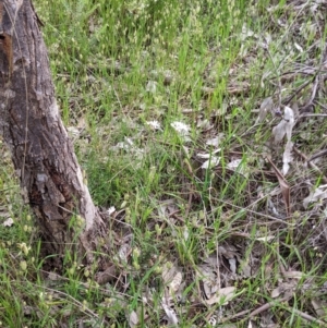 Burchardia umbellata at Albury, NSW - 20 Oct 2022 06:15 PM