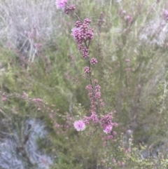 Kunzea parvifolia (Violet Kunzea) at Aranda Bushland - 24 Oct 2022 by lbradley