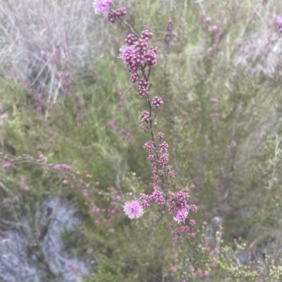 Kunzea parvifolia (Violet Kunzea) at Aranda Bushland - 24 Oct 2022 by lbradley