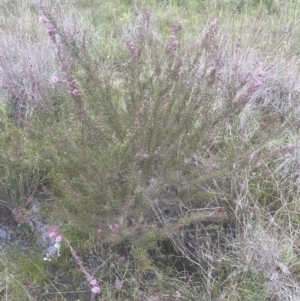 Kunzea parvifolia at Aranda, ACT - 24 Oct 2022