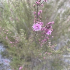 Kunzea parvifolia at Aranda, ACT - 24 Oct 2022