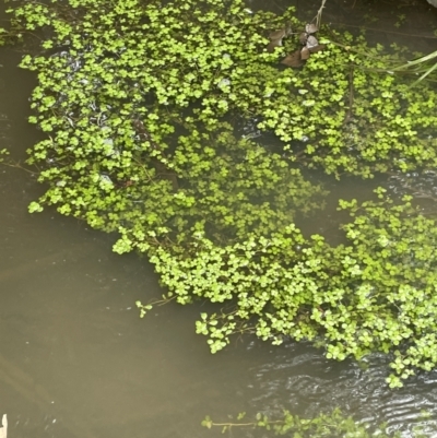 Callitriche stagnalis (Common Starwort) at Campbell, ACT - 24 Oct 2022 by JaneR