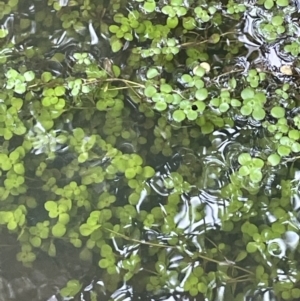 Callitriche stagnalis at Campbell, ACT - 24 Oct 2022