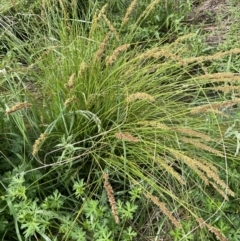 Carex appressa (Tall Sedge) at Campbell, ACT - 24 Oct 2022 by JaneR