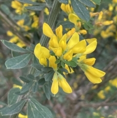 Genista monspessulana (Cape Broom, Montpellier Broom) at Campbell, ACT - 24 Oct 2022 by JaneR