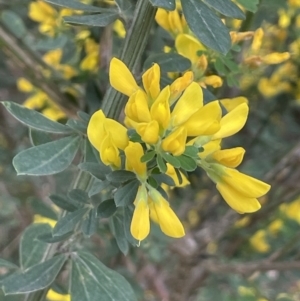 Genista monspessulana at Campbell, ACT - 24 Oct 2022