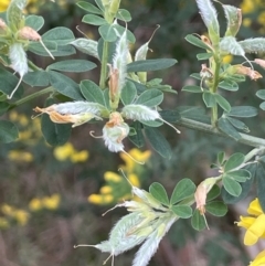 Genista monspessulana at Campbell, ACT - 24 Oct 2022