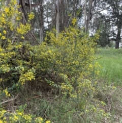 Genista monspessulana at Campbell, ACT - 24 Oct 2022