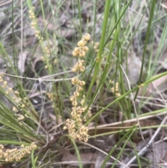 Lomandra filiformis subsp. filiformis (Wattle Matrush) at Cook, ACT - 24 Oct 2022 by lbradley