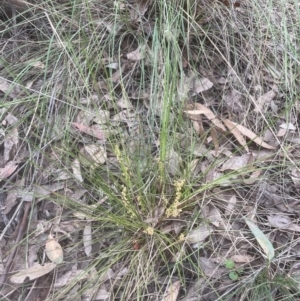 Lomandra filiformis subsp. filiformis at Cook, ACT - 24 Oct 2022 05:57 PM