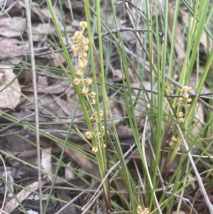 Lomandra filiformis subsp. filiformis at Cook, ACT - 24 Oct 2022