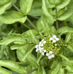 Rorippa nasturtium-aquaticum (Watercress) at Mount Ainslie to Black Mountain - 24 Oct 2022 by JaneR