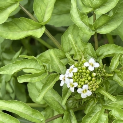 Rorippa nasturtium-aquaticum (Watercress) at Campbell, ACT - 24 Oct 2022 by JaneR