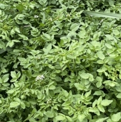 Rorippa nasturtium-aquaticum at Campbell, ACT - 24 Oct 2022