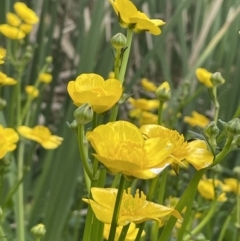 Ranunculus repens (Creeping Buttercup) at Campbell, ACT - 24 Oct 2022 by JaneR