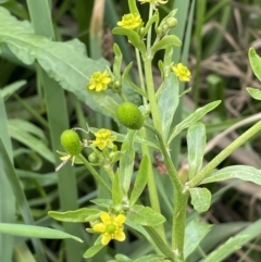 Ranunculus sceleratus (Celery Buttercup) at Mount Ainslie to Black Mountain - 24 Oct 2022 by JaneR