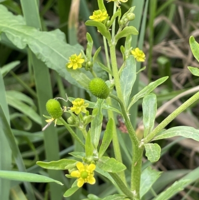 Ranunculus sceleratus (Celery Buttercup) at Mount Ainslie to Black Mountain - 24 Oct 2022 by JaneR