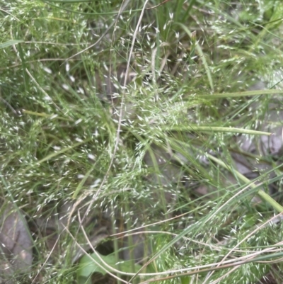 Aira elegantissima (Delicate Hairgrass) at Cook, ACT - 24 Oct 2022 by lbradley