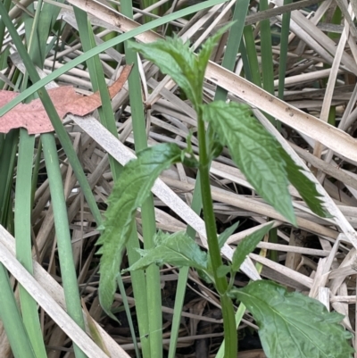 Urtica incisa (Stinging Nettle) at Mount Ainslie to Black Mountain - 24 Oct 2022 by JaneR