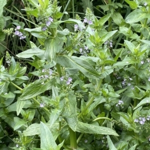 Veronica anagallis-aquatica at Campbell, ACT - 24 Oct 2022