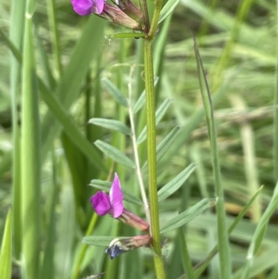 Vicia sativa (Common Vetch) at Mount Ainslie to Black Mountain - 24 Oct 2022 by JaneR