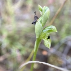 Hymenochilus bicolor (ACT) = Pterostylis bicolor (NSW) (Black-tip Greenhood) at Stromlo, ACT - 24 Oct 2022 by AJB