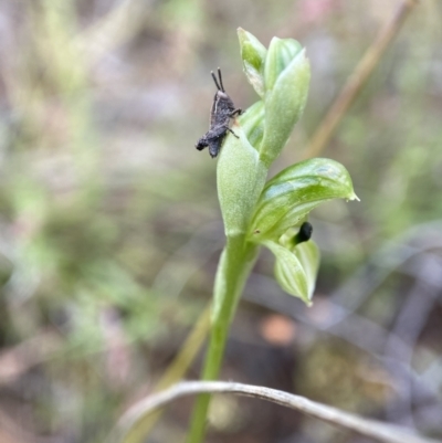 Hymenochilus bicolor (ACT) = Pterostylis bicolor (NSW) (Black-tip Greenhood) at Stromlo, ACT - 24 Oct 2022 by AJB