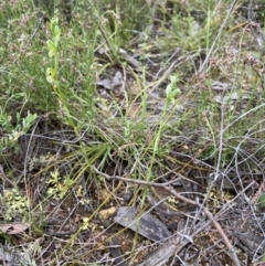 Hymenochilus bicolor (ACT) = Pterostylis bicolor (NSW) at Stromlo, ACT - 24 Oct 2022