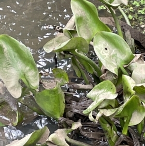 Pontederia cordata at Campbell, ACT - 24 Oct 2022