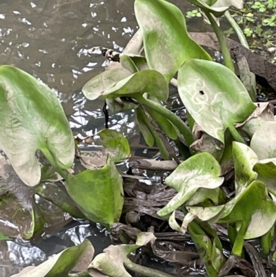 Pontederia cordata (Pickerel Weed) at Campbell, ACT - 24 Oct 2022 by JaneR