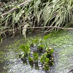 Pontederia cordata at Campbell, ACT - 24 Oct 2022