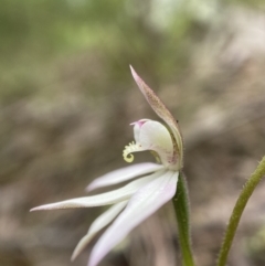 Caladenia carnea (Pink Fingers) at Stromlo, ACT - 24 Oct 2022 by AJB