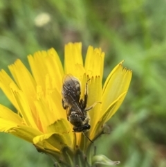 Lasioglossum (Chilalictus) sp. (genus & subgenus) (Halictid bee) at Molonglo Valley, ACT - 23 Oct 2022 by AJB