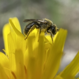 Lasioglossum (Chilalictus) sp. (genus & subgenus) at Stromlo, ACT - 24 Oct 2022