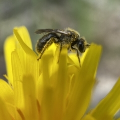 Lasioglossum (Chilalictus) sp. (genus & subgenus) (Halictid bee) at Stromlo, ACT - 24 Oct 2022 by AJB