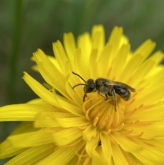 Lasioglossum (Chilalictus) sp. (genus & subgenus) at Stromlo, ACT - 24 Oct 2022