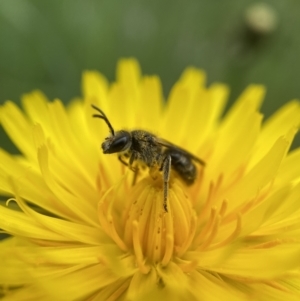 Lasioglossum (Chilalictus) sp. (genus & subgenus) at Stromlo, ACT - 24 Oct 2022