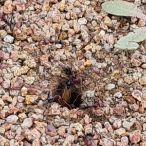 Iridomyrmex purpureus at O'Malley, ACT - 24 Oct 2022 03:21 PM