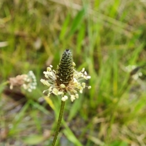 Plantago lanceolata at O'Malley, ACT - 24 Oct 2022