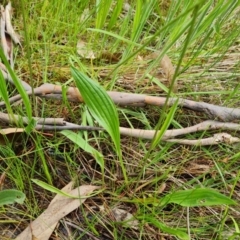 Plantago lanceolata at O'Malley, ACT - 24 Oct 2022 03:07 PM