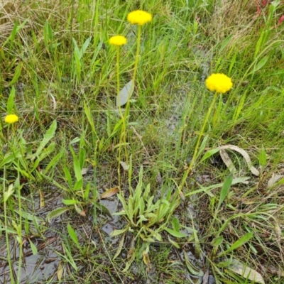 Craspedia variabilis (Common Billy Buttons) at Mount Mugga Mugga - 24 Oct 2022 by Mike