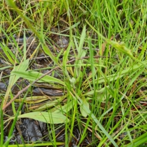 Craspedia variabilis at O'Malley, ACT - 24 Oct 2022